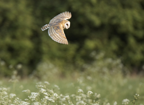 Barn Owl Membership