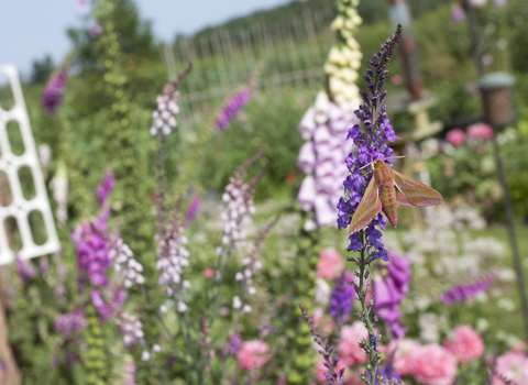 Wildlife garden - Tom Marshall