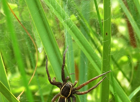 fen raft spider membership crop