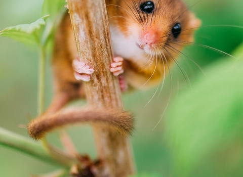 Dormouse membership website