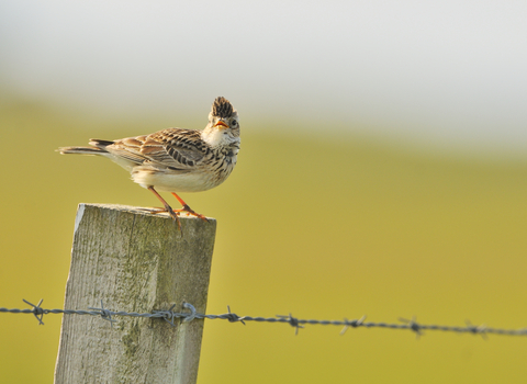 Skylark - Fergus Gill