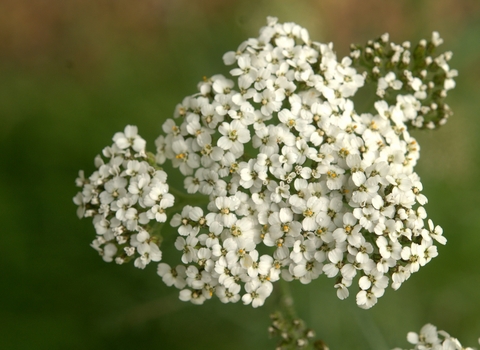 Yarrow