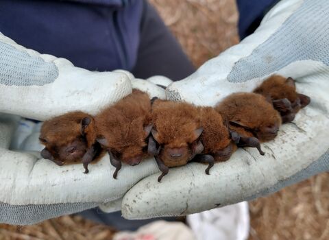 Bat surveys at Lound Lakes – Andrew Hickinbotham 