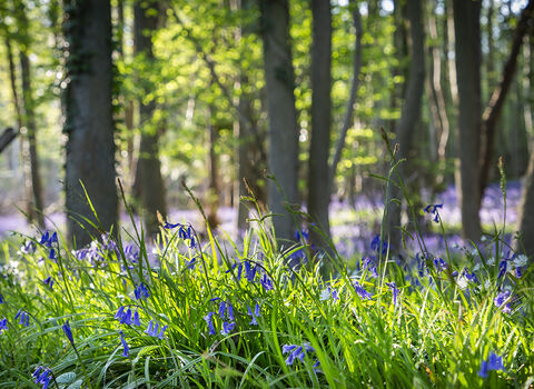 Bluebells at Reydon Woods, Sarah Groves