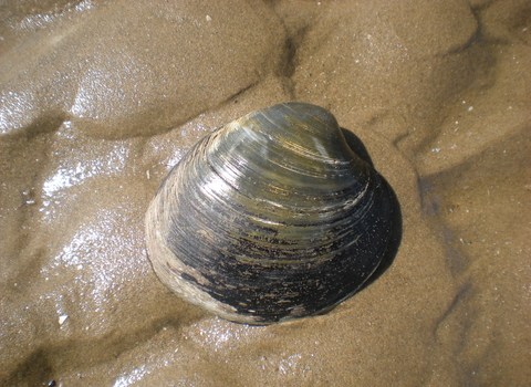 ocean quahog