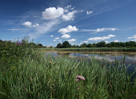 Redgrave & Lopham Fen - Steve Aylward