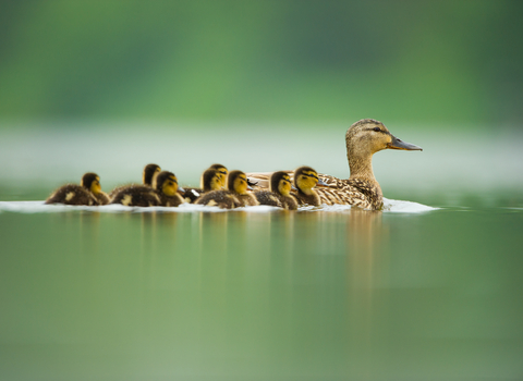 Mallard with ducklings Andrew Parkinson/2020VISION