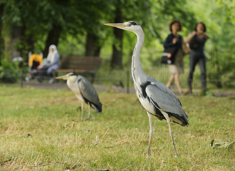 herons in a park with people