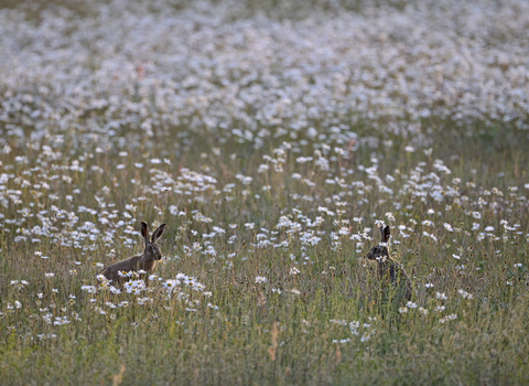 Hares - David Tipling