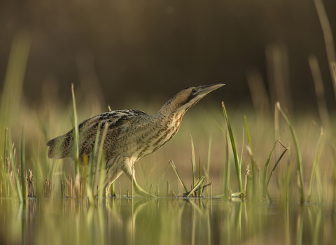 Bittern - Jamie Hall