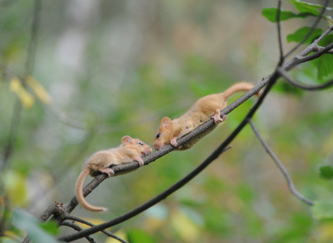 Two dormice climbing a tree branch