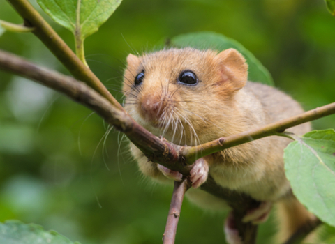 Dormouse adobe stock