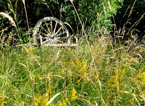 A wild meadow with bench in the background