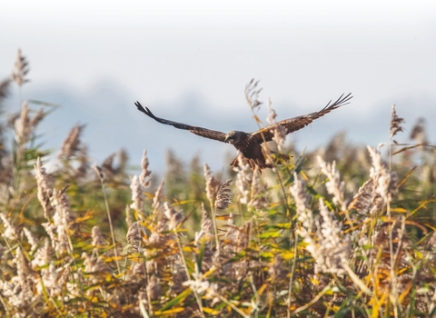 A marsh harrier gliding through reeds in marsh