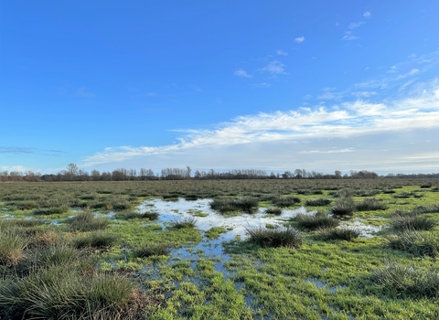 Worlingham Marshes