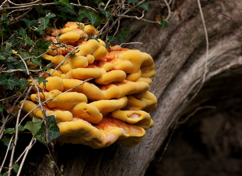 Chicken of the woods