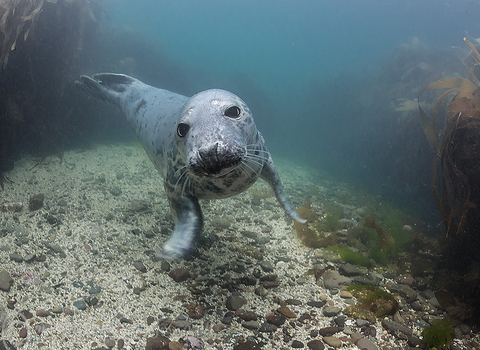 Grey seal