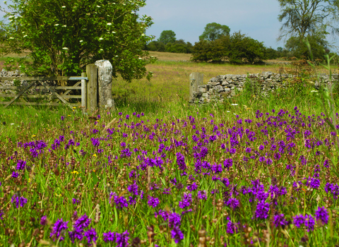 Meadow on a sunny day