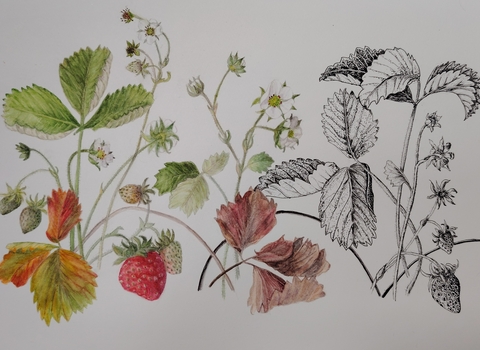 Botanical Art, courtesy of Ruth Wharrier