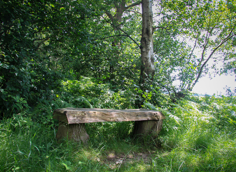 Bench sat in dappled sunlight at Bradfield Woods
