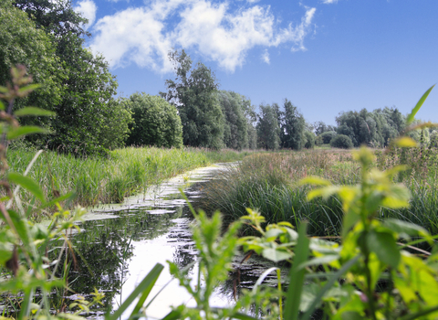 A restore dyke at Worlingham Marshes nature reserve in Suffolk