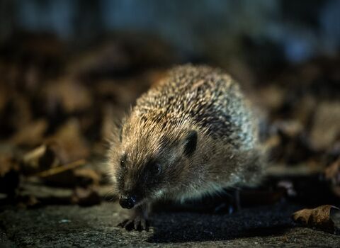 A hedgehog at dusk