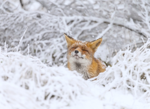 Fox in the snow