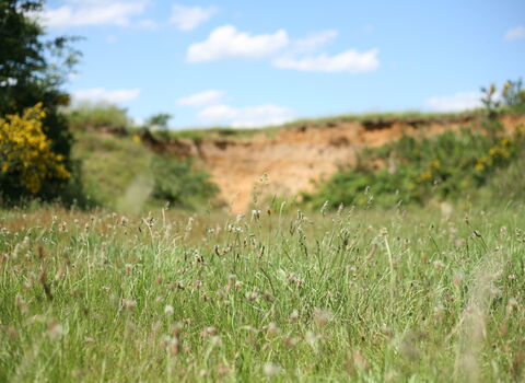 Grassland and sand cliff, Suffolk Landscape