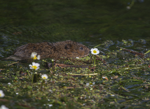 A water vole swimming through a river with small white flowers and green plant debris.