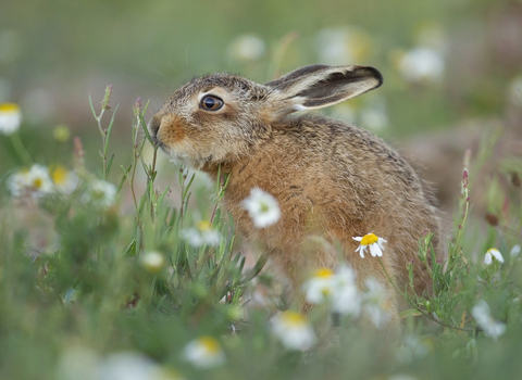 Kevin Sawford Hare