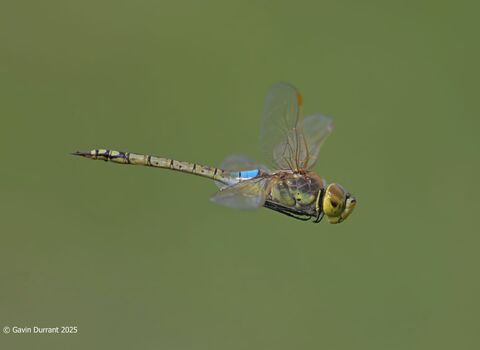 A photograph of a migrant emperor dragonfly flying in profile with a blurred backrgound