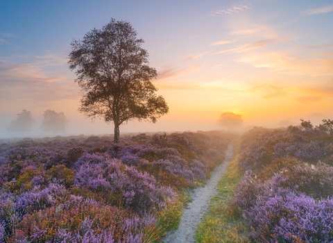 Heather in bloom with sunrise and mist 