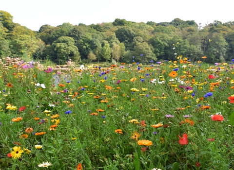 Wildflower meadow