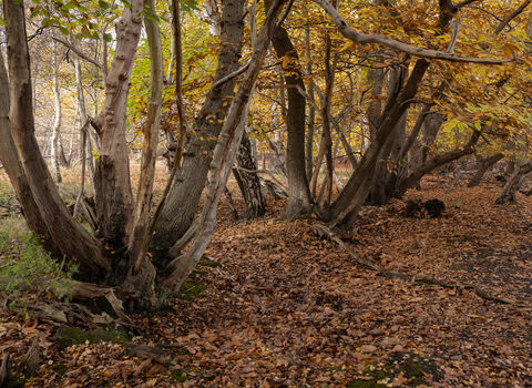 Captains Wood, Autumn 2024