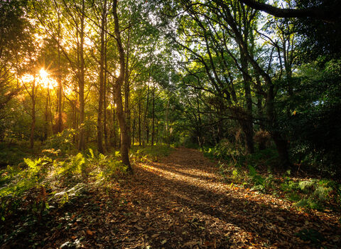 Lound Lakes, Woodland Autumn 2025
