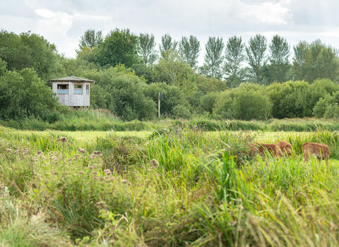 Round Water Hide, Carlton Marshes 2021