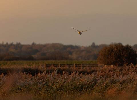 Carlton Marshes, Autumn 2025 - Nick Jermy
