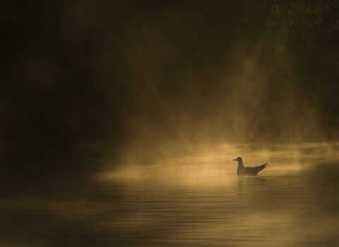 Sunrise by Gideon Knight