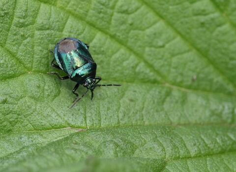 A blue shieldbug, shiny and metallic, walking across a leaf