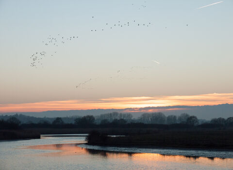 Flock of birds over the River Stour, Dedham Vale