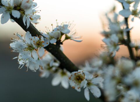 The white flowers of blackthorn blossom