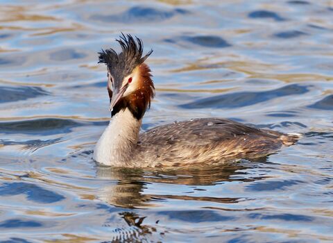 Great crested grebe in breeding plumage