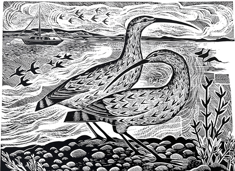 Angela Harding Curlew on the River Deben
