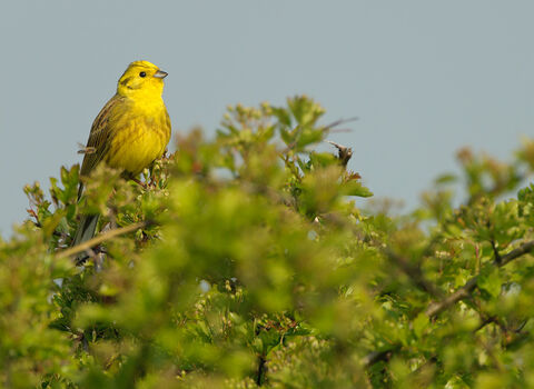 A yellowhammer, a small bird with a bright yellow throat and yellow-brown wings, sat at the top of a dense hedge