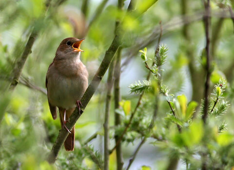A nightingale sings perched on a branch