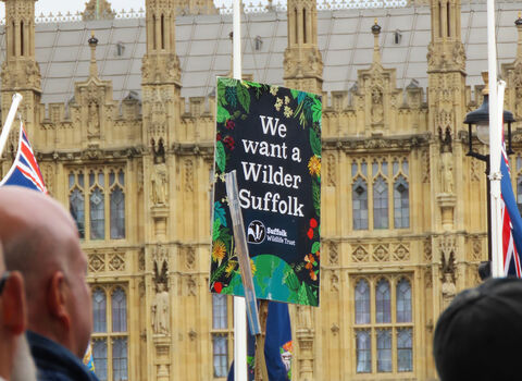 A placard held above a crowd of people in Parliament Square saying "We want a wilder Suffolk", with the Houses of Parliament in the background.