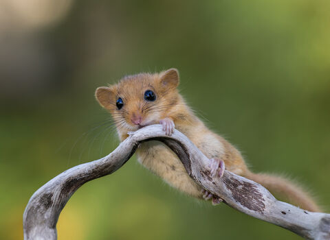 Hazel dormouse - Adobe