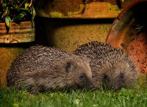 Two hedgehogs snuffling for food around a selection of plant pots at night, illuminated by a house light