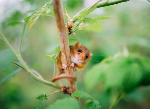 Dormouse