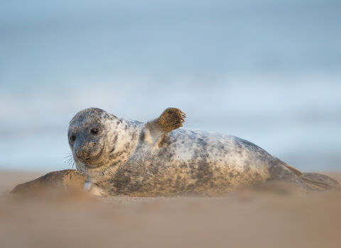 Seal laying on the beach